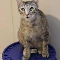 Thumbnail photo of Willow #4