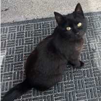 adopt-pet