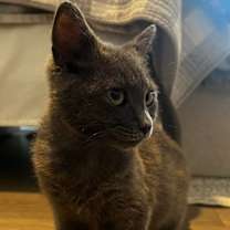 Thumbnail photo of HAZEL GRAY - shy/not ready for adoption untill July #3