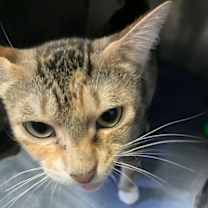 Thumbnail photo of Jade #2