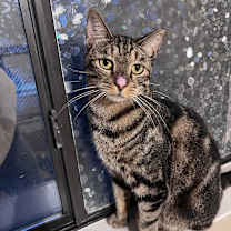 Thumbnail photo of HOBO SYG #1