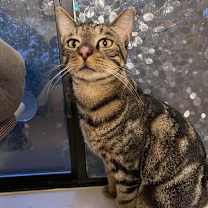 Thumbnail photo of HOBO SYG #3