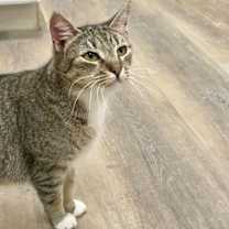 Thumbnail photo of JANIE #1