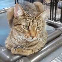 Thumbnail photo of JANIE #2