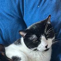 Thumbnail photo of Dobby #2