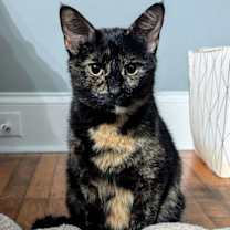 Thumbnail photo of Momma Maci #1