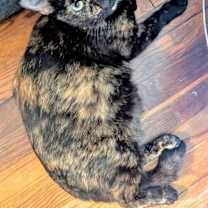 Thumbnail photo of Momma Maci #3