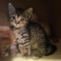 Thumbnail photo of Hershey #4