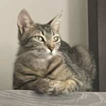 Thumbnail photo of Chloe #2