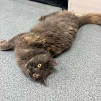 Thumbnail photo of Freya #2