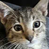 Thumbnail photo of Jesse #2