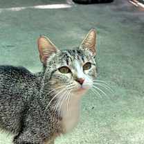 Thumbnail photo of Bougee #1