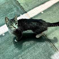 Thumbnail photo of Bougee #2