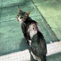 Thumbnail photo of Bougee #3