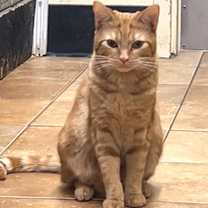 Thumbnail photo of OFFICER DOMINIQUE LUCA #4