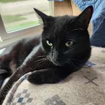 Thumbnail photo of Bolt Alexander #1