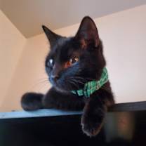 Thumbnail photo of Bolt Alexander #2