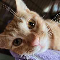 Thumbnail photo of Tangie #3