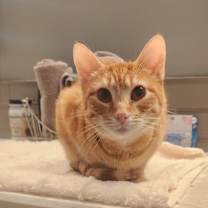 Thumbnail photo of Phoenix #3