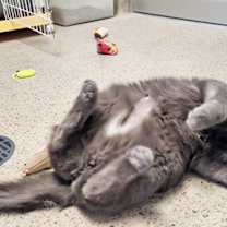 Thumbnail photo of Serena #2