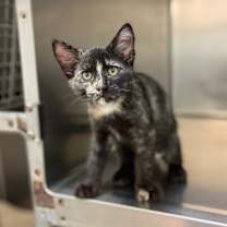 Thumbnail photo of Pawley #4