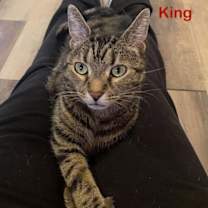 Thumbnail photo of King #3