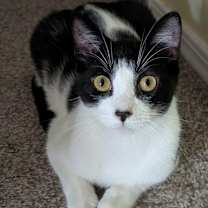 Thumbnail photo of Leonardo da Vinci #2