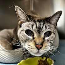 Thumbnail photo of Avalon #1