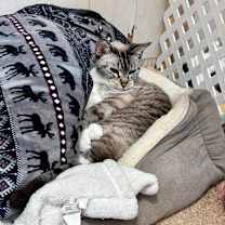 Thumbnail photo of Avalon #2