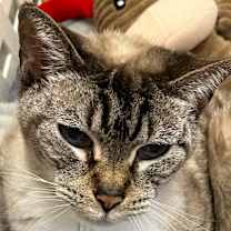 Thumbnail photo of Avalon #3