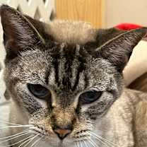 Thumbnail photo of Avalon #4