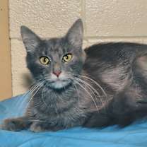 Thumbnail photo of Ariana #3