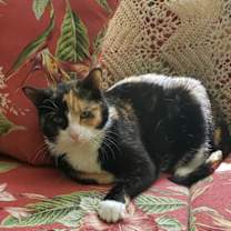 Thumbnail photo of Laurel #3