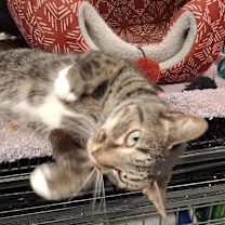 Thumbnail photo of Austin #1