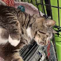 Thumbnail photo of Austin #4