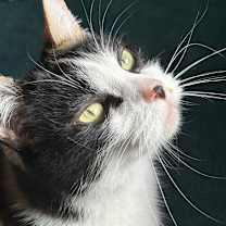 Thumbnail photo of Stacky #2