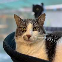 Thumbnail photo of Feebas #1