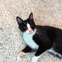 Thumbnail photo of Albin #3