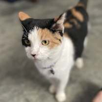 Thumbnail photo of Hazel #1