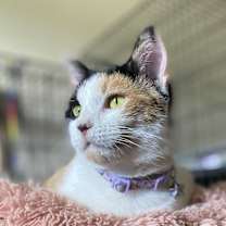 Thumbnail photo of Hazel #2