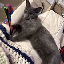 Thumbnail photo of Sugar BI #2