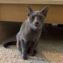 Thumbnail photo of Sugar BI #3