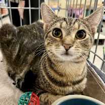 Thumbnail photo of Ally #4