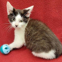 Thumbnail photo of Hip-Bop #2