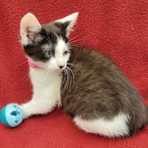 Thumbnail photo of Hip-Bop #3