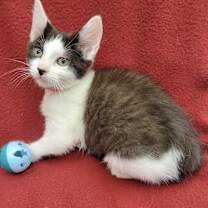 Thumbnail photo of Hip-Bop #4