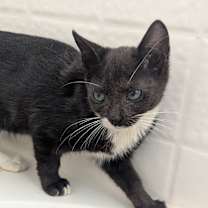 Thumbnail photo of Mony #2