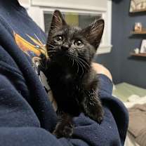adopt-pet