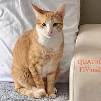 adopt-pet
