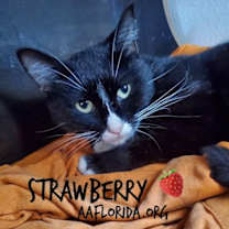 Thumbnail photo of Strawberry #2